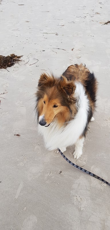 Ruby on the beach